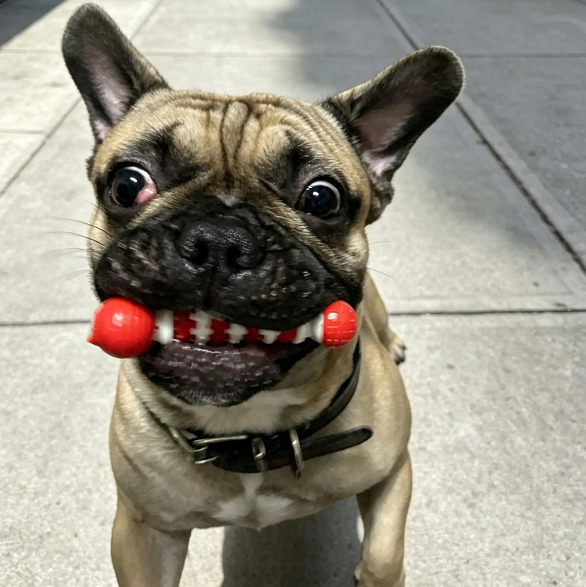 Jucărie Dentară pentru Câini - UrbanPetShop