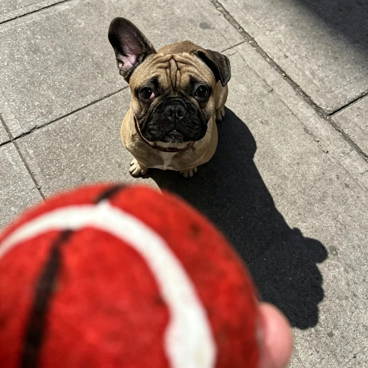 Bruno se uită la mingea roșie de baschet - UrbanPetShop