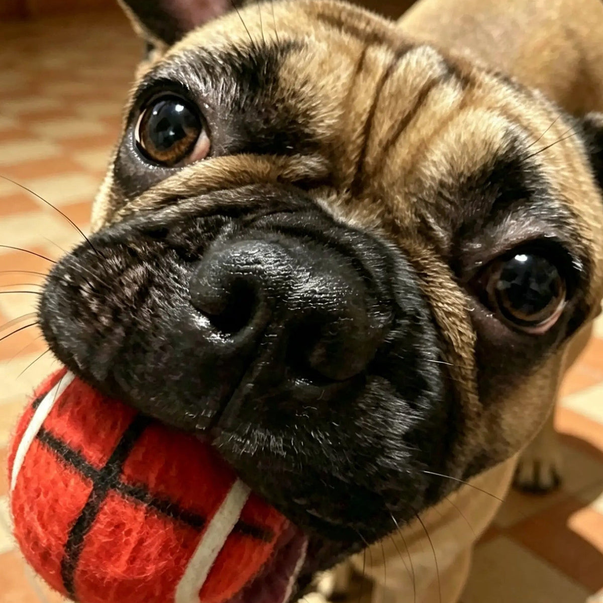 Bruno cu mingea roșie de baschet în bot - UrbanPetShop